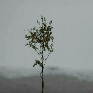 一个中国老头娶英国老太太视频
